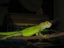 On the branch