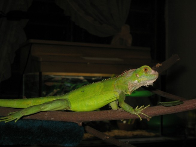 On the branch