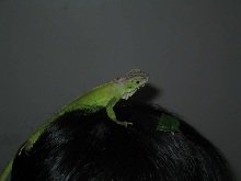 Eating on my fren's head