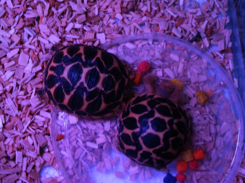 Oscar and Lexus