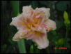 Pink spleander