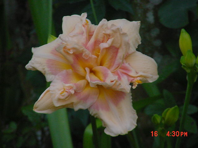 Pink spleander