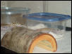 Sleepy WI Geckos