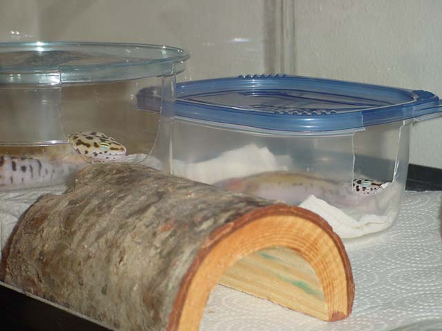 Sleepy WI Geckos