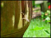 Babe Anole