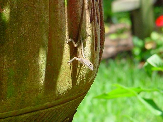 Babe Anole
