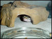 Jinks' Peeking Eyes