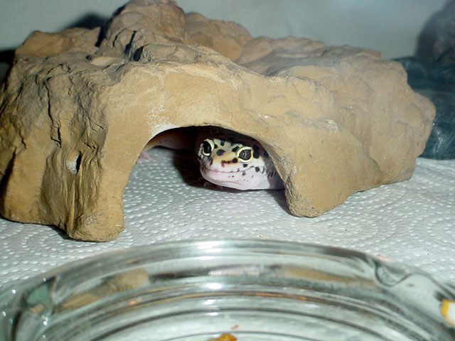Jinks' Peeking Eyes