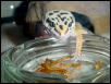 Jinks Spies Food