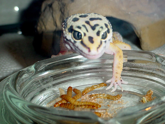 Jinks Spies Food