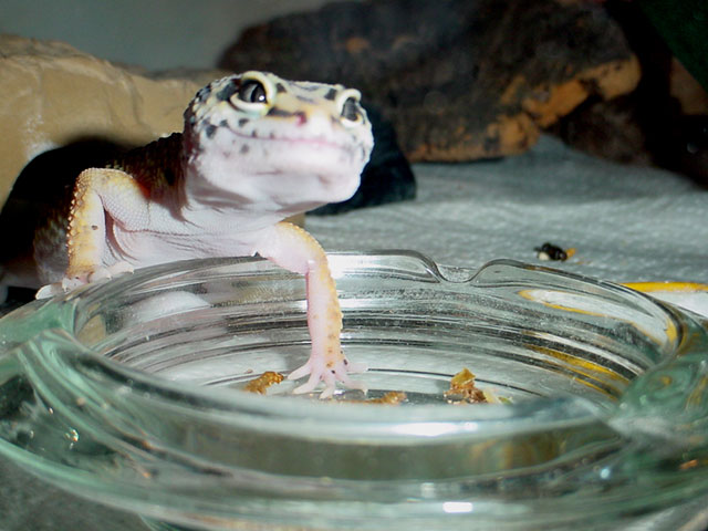 Oh, That Leo Grin