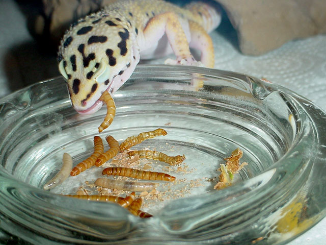 Dinnertime