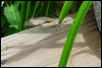 Knight Anole