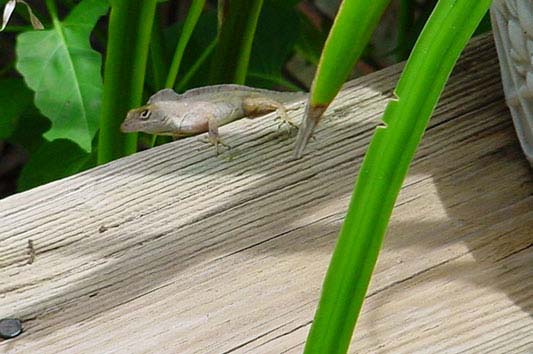 Knight Anole