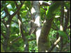 Lady Anole