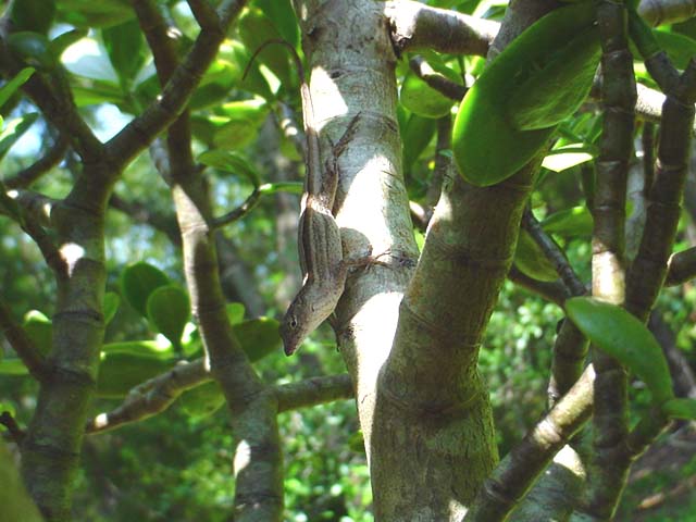 Lady Anole