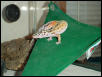 Mandrake on the Hammock