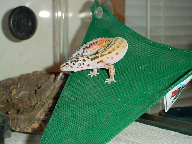 Mandrake on the Hammock