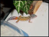 Mandrake - Reverse Stripe?