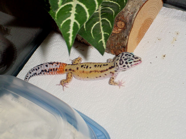 Mandrake - Reverse Stripe?