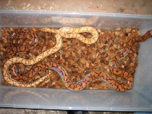Hypo