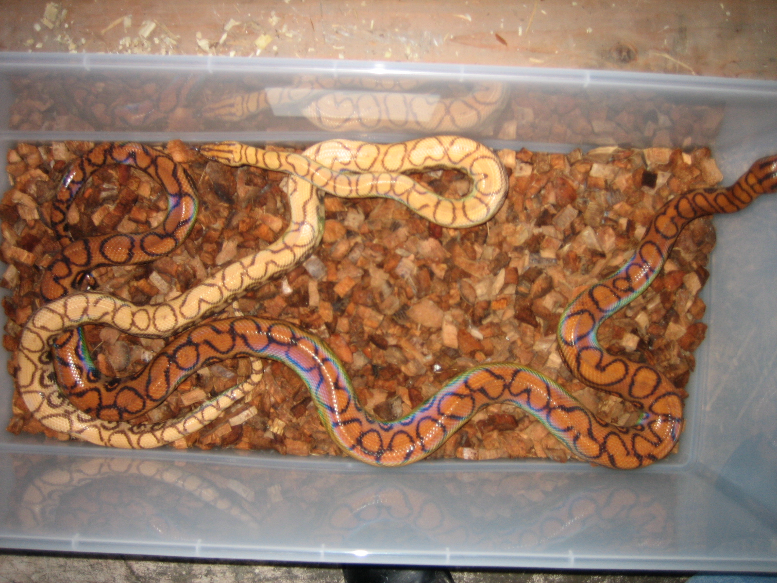 Hypo