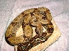 hogg peruvian cross