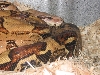 female boa from DM exotics