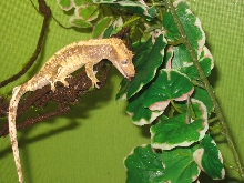 crested drinking water