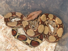 female colombian boa