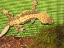 female crested #1