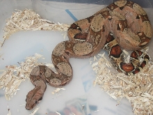 Boa from Pet Nebula