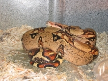 nice looking female