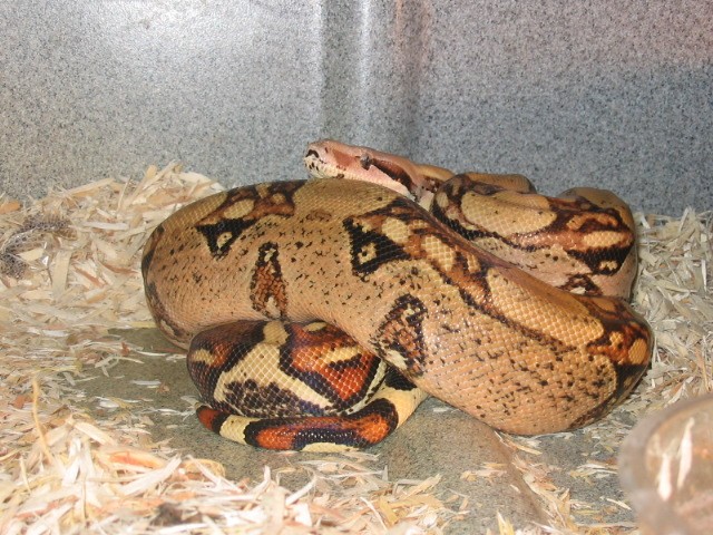 nice looking female