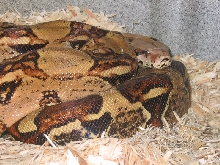 female from  dmexotics