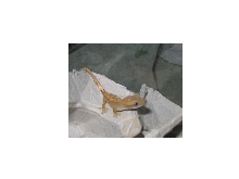newly hatched crested