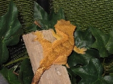 male crested gecko