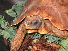 male hingeback