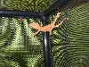 new female crested