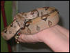 boa from pet nebula