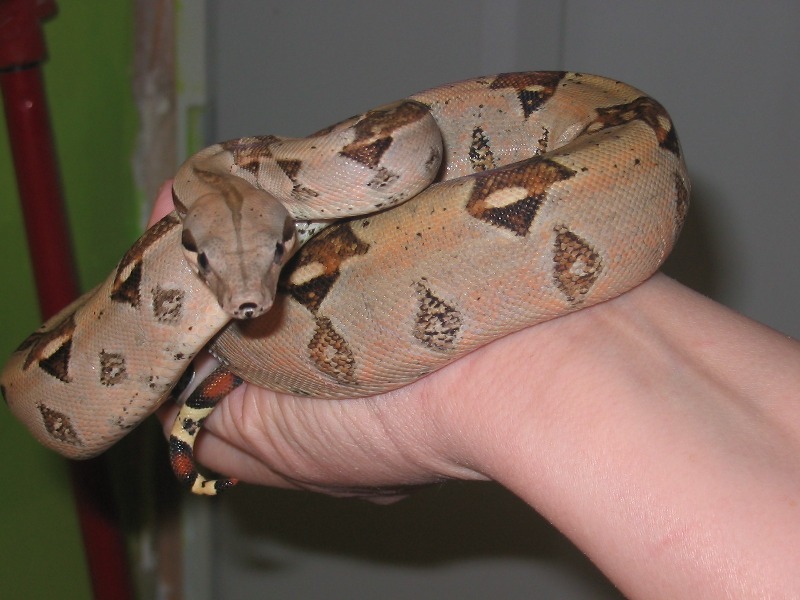 boa from pet nebula