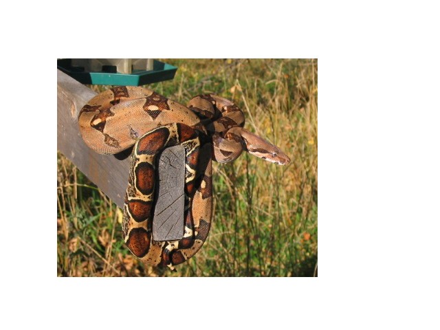 outside shot of male....