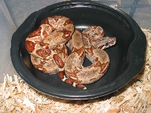little girl from salmonboa.com