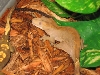 female crested gecko