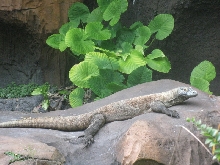 komodo dragon