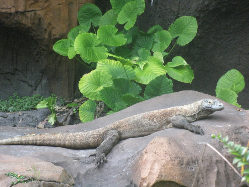 komodo dragon