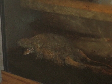 breeding timors