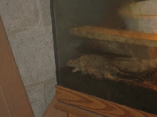 breeding timors2
