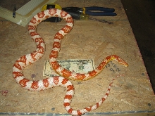 albino corn