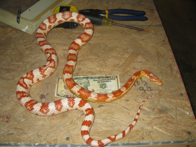 albino corn
